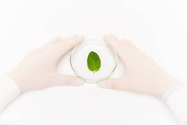 Vista delle mani umane guantate che circondano il piatto di Petri con una piccola foglia verde in isolamento su sfondo bianco
 - Foto, immagini
