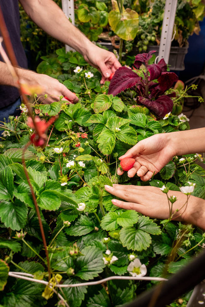 Mani di due giovani agricoltori che raccolgono fragole rosse mature che crescono su cespugli verdi sul letto del giardino in serra - Foto, immagini