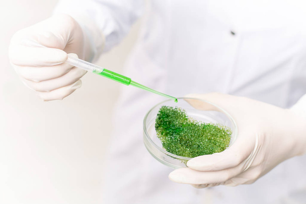 Рукавички сучасного дослідника або лабораторного працівника скидають рідку речовину в чашку Петрі з зеленою рослиною
 - Фото, зображення