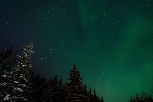 Пихты и сияние огней в небе. Арктический круг, северная Норвегия
. - Фото, изображение
