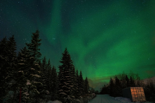 Photographie des aurores boréales dans le nord de la Norvège. Ondes vertes et bleues dans le ciel, sapins dans la partie inférieure
. - Photo, image