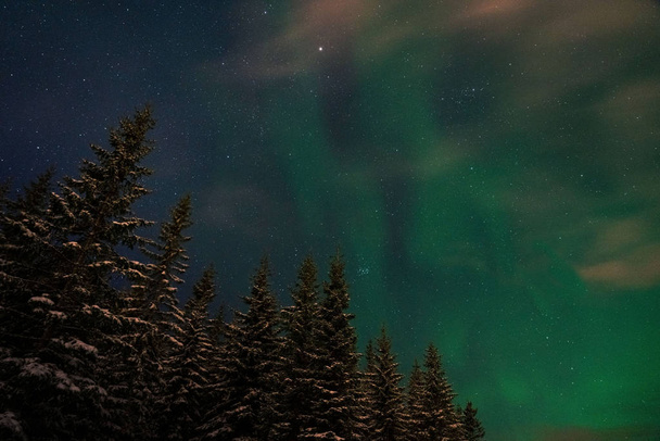 Night photo of winter forest and northern lights in the sky. Lofoten islands, Norway. - Photo, image