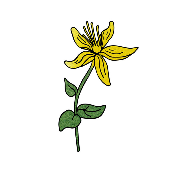 Ручна намальована ілюстрація красивої квітки гіперікума ізольована на білому тлі. Стиль Doodle і акварельна начинка. Декоративна дика квітка. Відмінно підходить для дизайну продуктів гомеопатії
.  - Фото, зображення