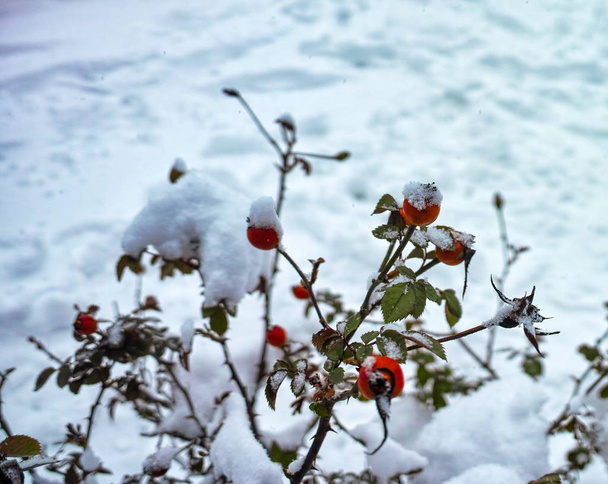 rosa vermelha quadris sob a neve em um jardim
  - Foto, Imagem