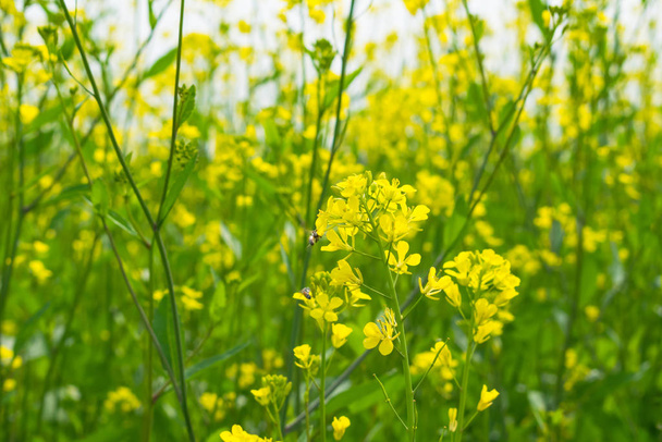 Rapeseed, canola or colza field in Latin Brassica Napus,Mustered - Photo, image