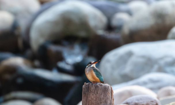 Pájaro pescador en la percha de madera por río en el Parque Nacional Jim Corbett, Nainital, Pauri Garhwal Uttarakhand, India. - Foto, Imagen