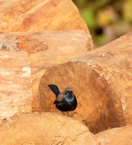 Μικρό μαύρο πουλί flycatcher σε κορμούς σε Jim Corbett National Park, Nainital, Pauri Garhwal Uttarakhand, Ινδία - Φωτογραφία, εικόνα