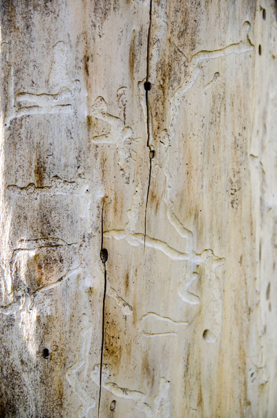 Červ zamořené dřevo jako pozadí - Fotografie, Obrázek