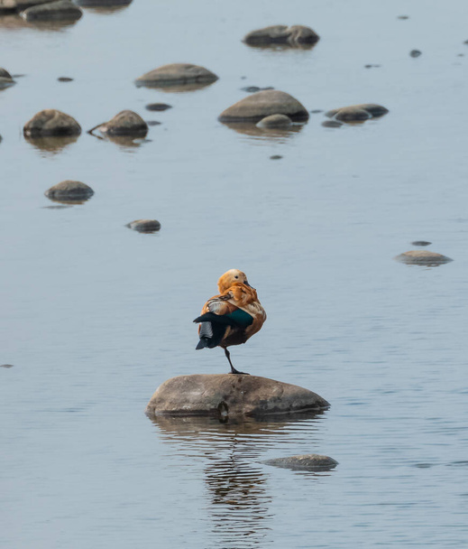 ルディ・シェルダック、ジム・コルベット国立公園の川の水の中の石に座って、ナイニアル、ポーリ・ガルワル・ウッタラーカンド、インド - 写真・画像