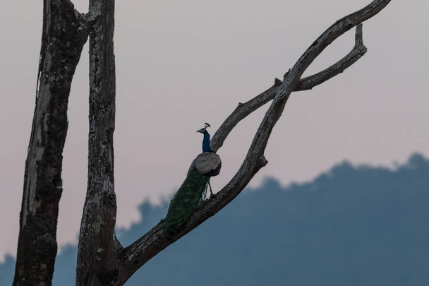 Peafowl indio sentado en la percha del árbol temprano en la mañana en el Parque Nacional Jim Corbett, Nainital, Pauri Garhwal Uttarakhand, India
 - Foto, Imagen