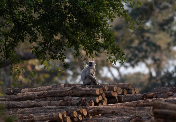 Hanuman langur Monkey on logs in Jim Corbett National Park, Nainital, Pauri Garhwal Uttarakhand,インド - 写真・画像