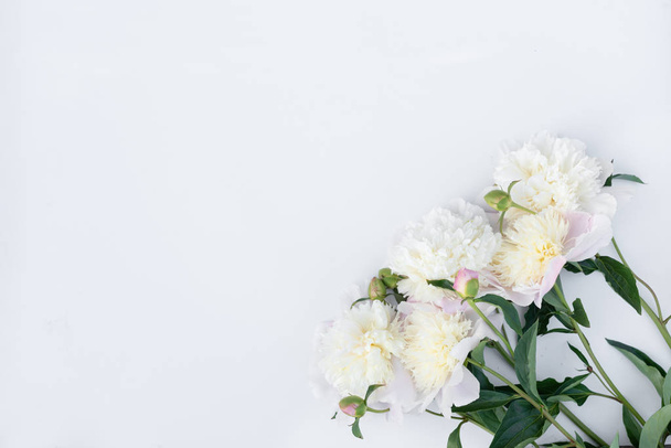 Varietal peonies on a white background  - Photo, Image