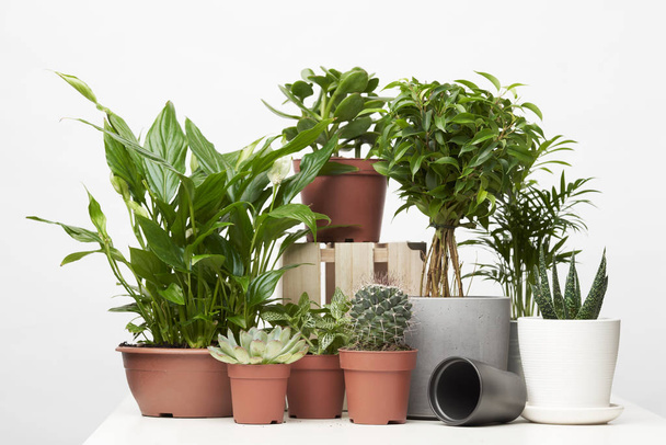 Green houseplants, cacti in pots on empty clean background - Photo, Image