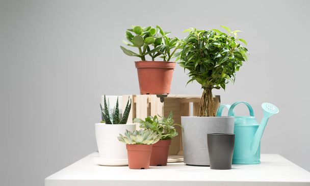 Indoor plants, cacti in pots, watering can on empty clean background - Фото, изображение