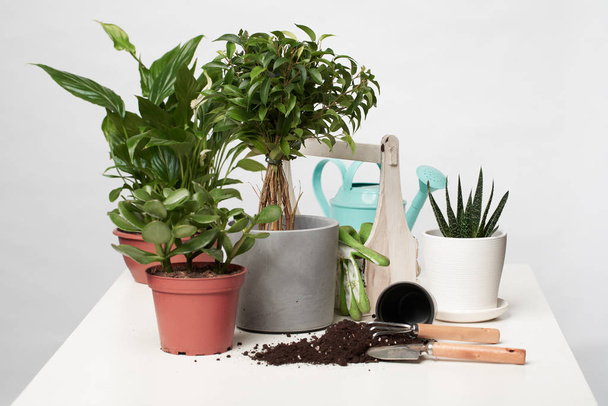 House green plants, cacti in pots with scoop and rake on empty gray background - 写真・画像