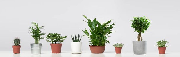 Several indoor plants, cacti in pots, standing in row on empty gray background - Zdjęcie, obraz