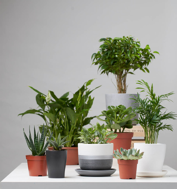 Several indoor plants, cacti in pots on empty gray background - Foto, Bild