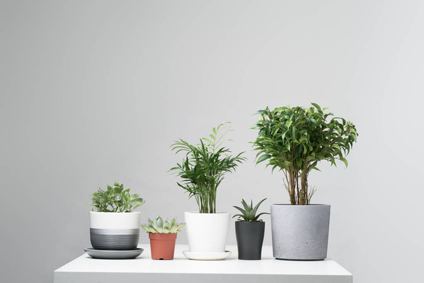 Green indoor plants, cacti in pots, standing in row on empty gray background - 写真・画像