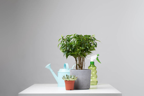Indoor potted plant, watering can, spray bottle on empty gray background - Foto, immagini