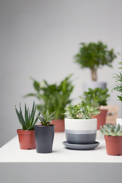 Green indoor plants, cacti in pots on empty gray background - Foto, Bild