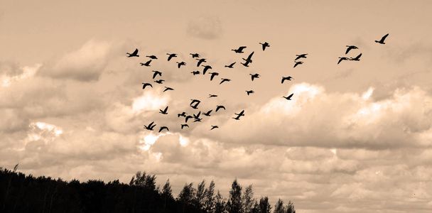 Стая птиц в небе - Фото, изображение