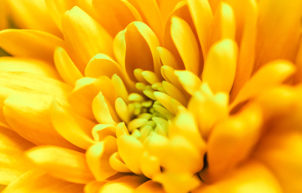 Fond floral abstrait, fleur de chrysanthème jaune. Macro f
 - Photo, image