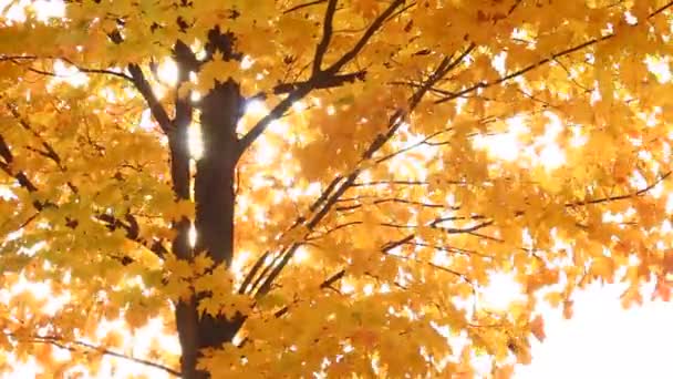 Sonbaharda akçaağaç ağaç - Video, Çekim