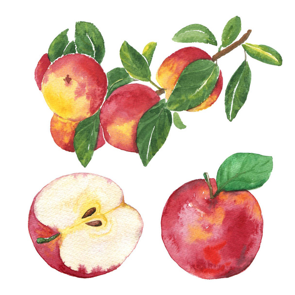 Hand drawn watercolor painting of apples on the white background. Food concept. Illustration of apples for your design. - Foto, afbeelding