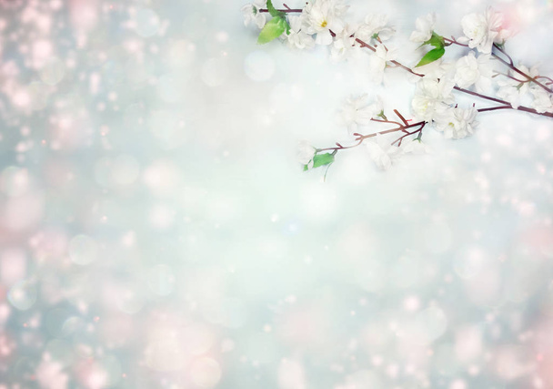 jarní pozadí kvetoucí bílé třešňové květy strom a listí - Fotografie, Obrázek
