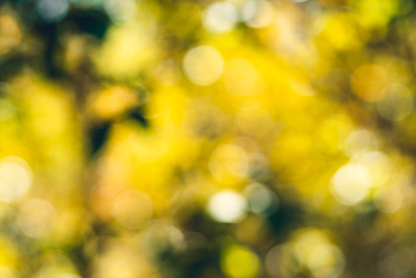 Yellow-green blur in the forest - Photo, Image