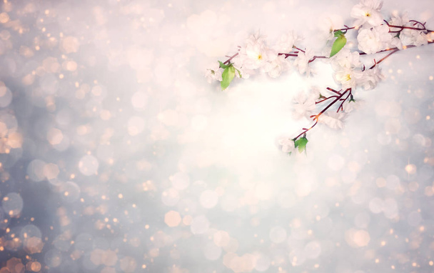 fond printanier de fleurs de cerisier blanc fleurissant arbre et lea
 - Photo, image