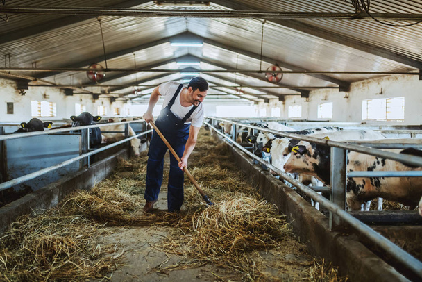 Full length of handsome caucasian farmer in overall feeding calves with hay. Stable interior. - 写真・画像