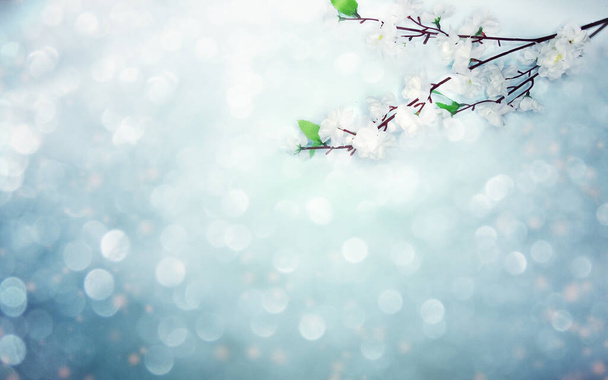wiosna tło kwitnące białe kwiaty wiśni drzewa i lea - Zdjęcie, obraz