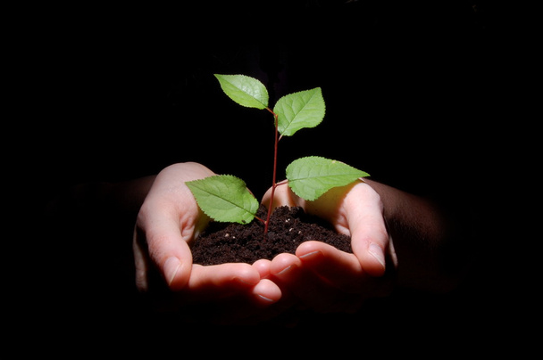 Hands soil and plant showing growth - Photo, Image