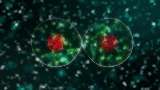 Az őssejt vörös maggal két sejten osztódik, zöld absztrakt háttérrel. A sejtosztódás mikroszkóp alatt. 3D renderelés animáció dinamikus sejtosztódás zökkenőmentes hurok 4k videó - Felvétel, videó