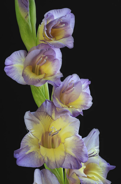 Nahaufnahme von lila und gelben Gladiolen, die ihre lebendige Farbe, ihr Design und ihre Details zeigen - Foto, Bild