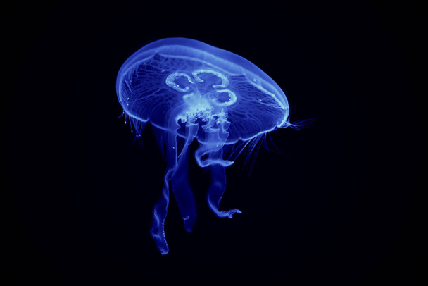 Medúzy plovoucí ve vodě - Fotografie, Obrázek