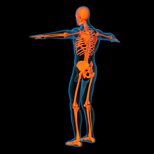 Szkielet człowieka - widok z boku - Zdjęcie, obraz