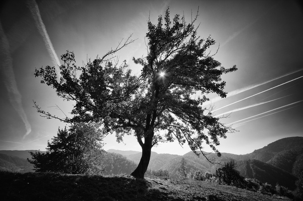Meadow with grass on a hilltop and big autumn tree black and white artistic photo - Foto, Imagem