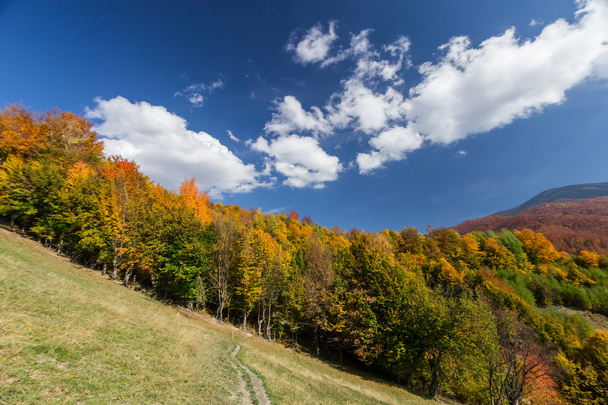 Осенний лес и тропа на лугу с красивым голубым облачным небом
 - Фото, изображение