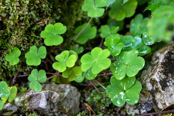 Three leaf clovers closeup in the mountains - Photo, Image