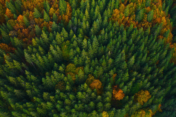 Aerial view of autumn tree tops. - Foto, afbeelding