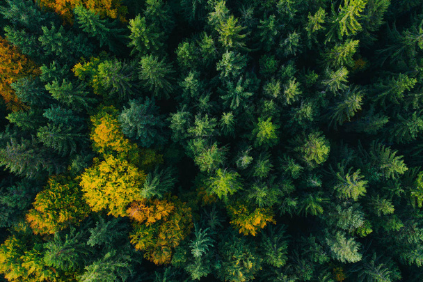 Aerial view of autumn tree tops. - Foto, afbeelding