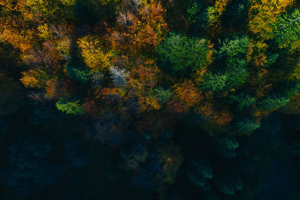Aerial view of autumn tree tops. - Valokuva, kuva