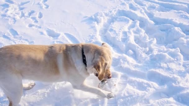Собака играет со снегом в зимнем парке. Лабрадор Дог по кличке Ретривер копает глубокую снежную яму
 - Кадры, видео