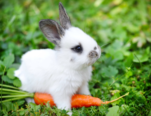 Funny baby white rabbit with a carrot in grass - Photo, Image