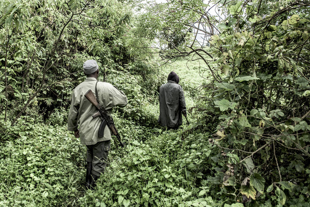 Útmutató a régi növekedési erdőben Nord Kivu, Drc - Fotó, kép