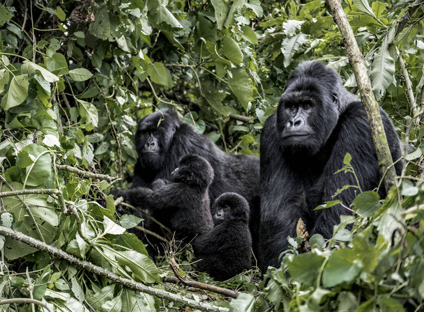 Famiglia di moutanis gorilla, bambino, madre e padre, in virunga
 - Foto, immagini