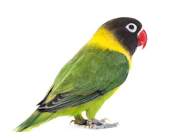 Yellow-collared lovebird, isolated on white - Photo, Image