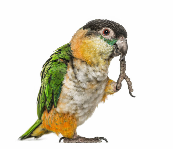Papagaio-preto com perna no bico, isolado em branco
 - Foto, Imagem